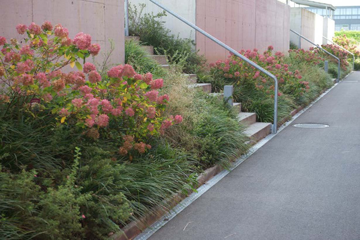 Grosser Massstab mit Eichentisch und Mammutbaum